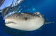 Whale sharks feeding under fishing platforms in Papua, Indonesia poster print.