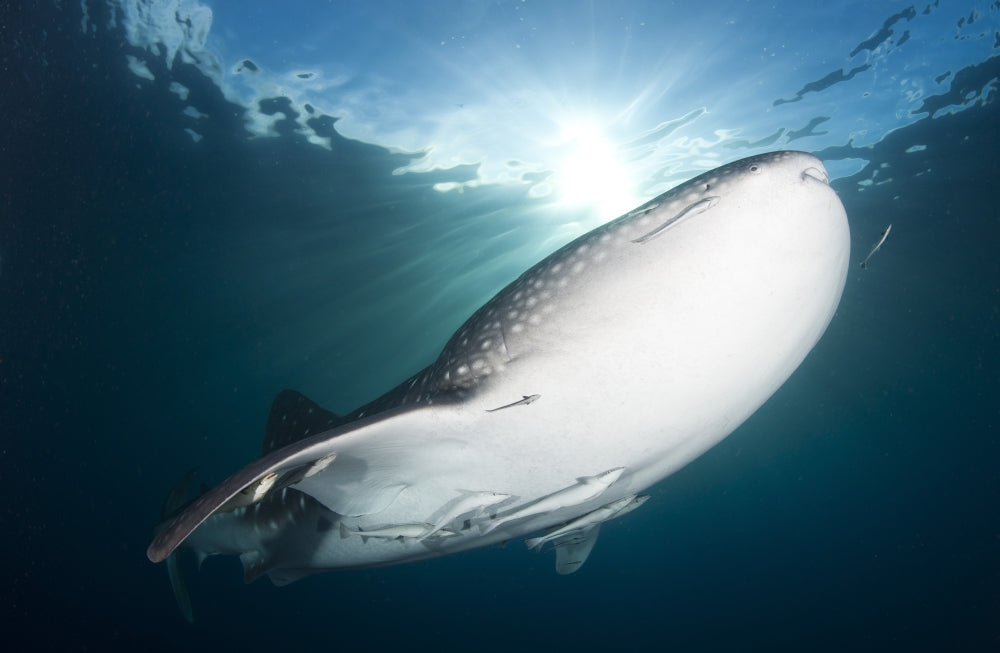 Whale sharks feeding under fishing platforms at dusk, Papua Indonesia poster print.
