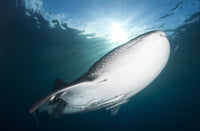 Whale sharks feeding under fishing platforms at dusk, Papua Indonesia poster print.