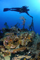 WWII Coaster Wreck Diving Poster Print showcasing a diver and depth charges in Manokwari, Indonesia.