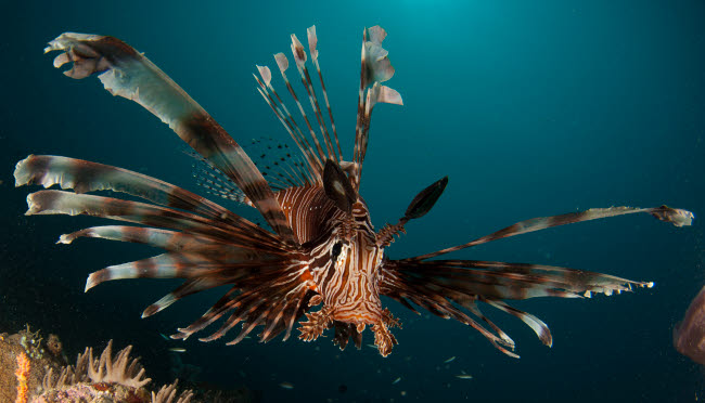 Close-up view of a lionfish poster print by Steve Jones