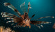 Close-up view of a lionfish poster print by Steve Jones