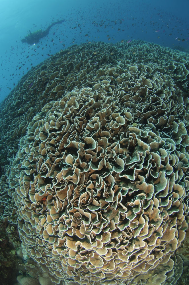 Diver exploring Cabbage Coral mountain in Gorontalo, Indonesia poster print.