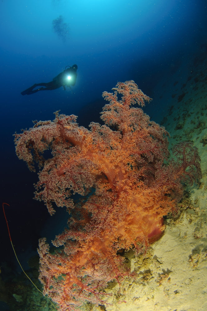 Close-up view of soft tree coral with diver in Gorontalo, Sulawesi, Indonesia.