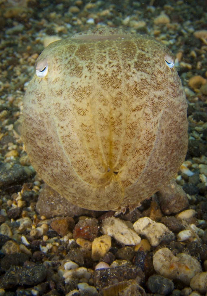 Broadclub Cuttlefish Poster Print - Head on View in Gorontalo, Indonesia