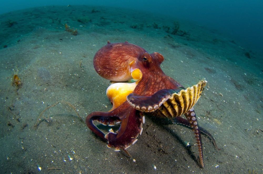 Coconut Octopus Amphioctopus Marginatus Poster Print