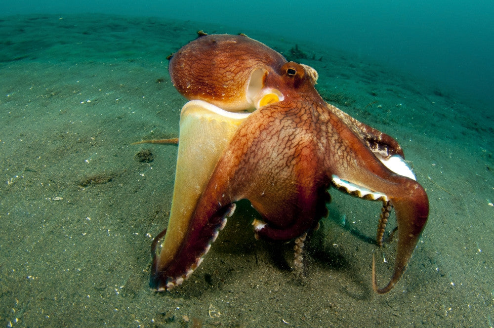http://c328301.r1.cf1.rackcdn.com/PSTSJN400381ULARGE.jpg