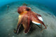 Coconut Octopus Amphioctopus marginatus poster print from Lembeh Strait, Indonesia
