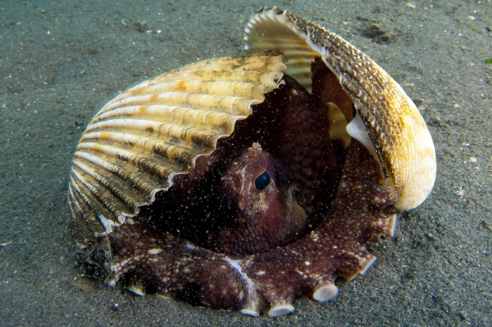 Coconut Octopus Amphioctopus Marginatus Poster Print