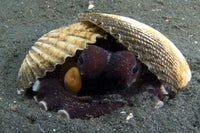Coconut Octopus (Amphioctopus marginatus) poster print showcasing marine life.