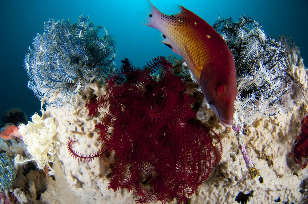 Diana's Hogfish swimming between crinoids in Lembeh Strait, Indonesia poster print.