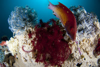 Diana's Hogfish swimming between crinoids in Lembeh Strait, Indonesia poster print.