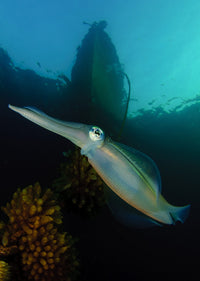 Bigfin Reef Squid Poster Print showcasing squid tending eggs at dusk