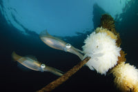 Bigfin Reef Squid tending eggs at dusk in Lembeh Strait, Indonesia poster print