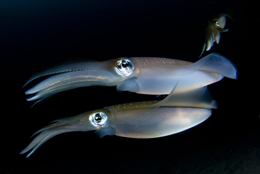 Bigfin Reef Squid poster print showcasing the squid tending to eggs at dusk in Lembeh Strait, Indonesia.