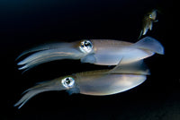 Bigfin Reef Squid poster print showcasing the squid tending to eggs at dusk in Lembeh Strait, Indonesia.