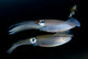 Bigfin Reef Squid poster print showcasing the squid tending to eggs at dusk in Lembeh Strait, Indonesia.