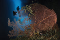 Diver Descending in a Cavern Above Gorgonian Sea Fan Poster Print