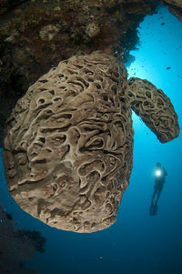 Salvador Dali Sponge Poster Print with intricate swirling surface pattern.