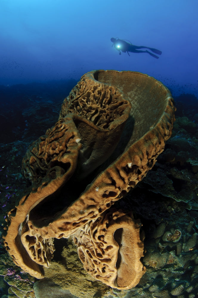 Intricate swirling surface pattern sponge poster print showcasing Salvador Dali's style.