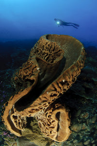 Intricate swirling surface pattern sponge poster print showcasing Salvador Dali's style.
