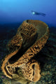 Intricate swirling surface pattern sponge poster print showcasing Salvador Dali's style.