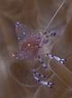 Sarasvati Anemone Shrimp in Anemone Poster Print from Gorontalo, Sulawesi