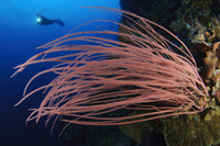 Grand Sea Whip underwater poster print featuring diver in Gorontalo, Indonesia.