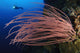 Grand Sea Whip underwater poster print featuring diver in Gorontalo, Indonesia.