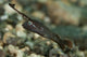 Peacock Razorfish (Iniistius pavo) underwater poster print from Gorontalo, Indonesia.