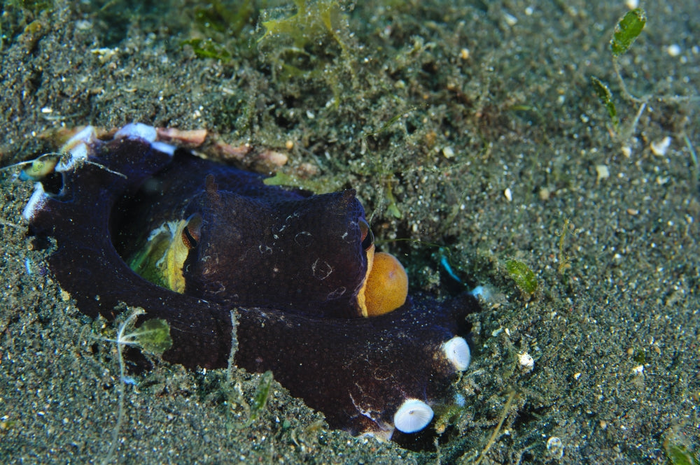 Coconut Octopus (Amphioctopus marginatus) poster print showcasing vibrant marine life.
