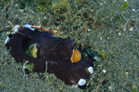 Coconut Octopus (Amphioctopus marginatus) poster print showcasing vibrant marine life.