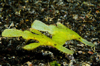 Two Robust Ghost Pipefish Poster Print against volcanic sand in Lembeh Strait, Indonesia.