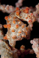Pygmy Seahorse on Sea Fan, Red Variety Poster Print