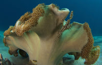 Ornate Ghost Pipefish with Mushroom Leather Coral Poster Print