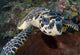 Close-up view of a hawksbill sea turtle poster print from Bunaken National Park, Indonesia.