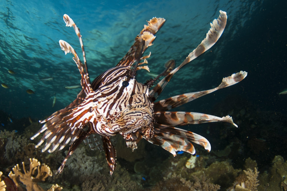 Close-up of a lionfish in Raja Ampat, Indonesia poster print