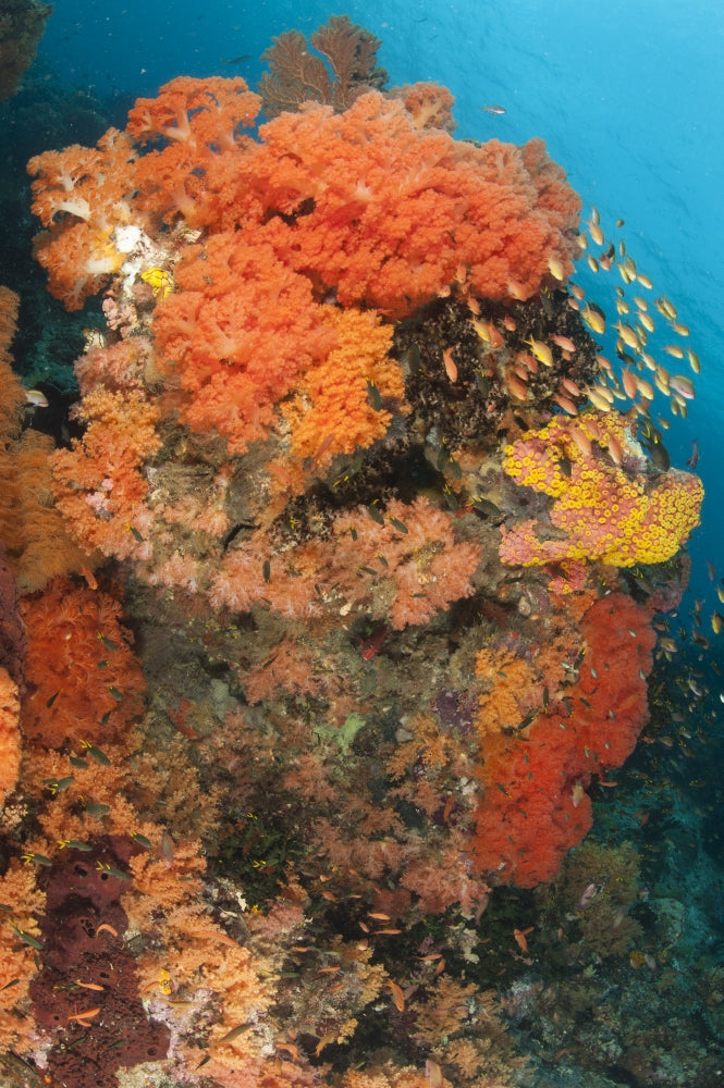 Colorful coral reefs in Raja Ampat, Indonesia poster print featuring orange Dendronephthya soft corals.