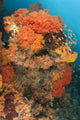 Colorful coral reefs in Raja Ampat, Indonesia poster print featuring orange Dendronephthya soft corals.