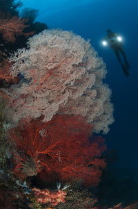 Sea fans illuminated by diver lights in Raja Ampat, Indonesia poster print