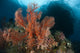 Reefscape in Raja Ampat Poster Print featuring vibrant gorgonians