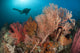 Gorgonian sea fans underwater print in Raja Ampat, Indonesia