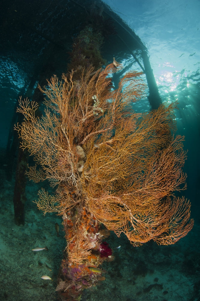 Gorgonian Sea Fan poster print under Arborek Jetty, Indonesia.