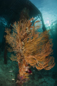Gorgonian Sea Fan poster print under Arborek Jetty, Indonesia.