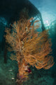 Gorgonian Sea Fan poster print under Arborek Jetty, Indonesia.