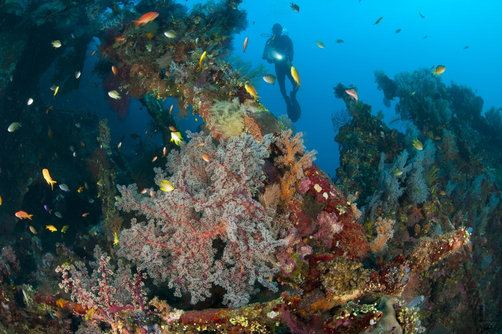 Coral-encrusted wreckage at Liberty Wreck in Tulamben, Bali, poster print.