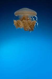 Rhizostome Jellyfish Poster Print featuring Thysanostoma thysanura from Tulamben, Bali, Indonesia.