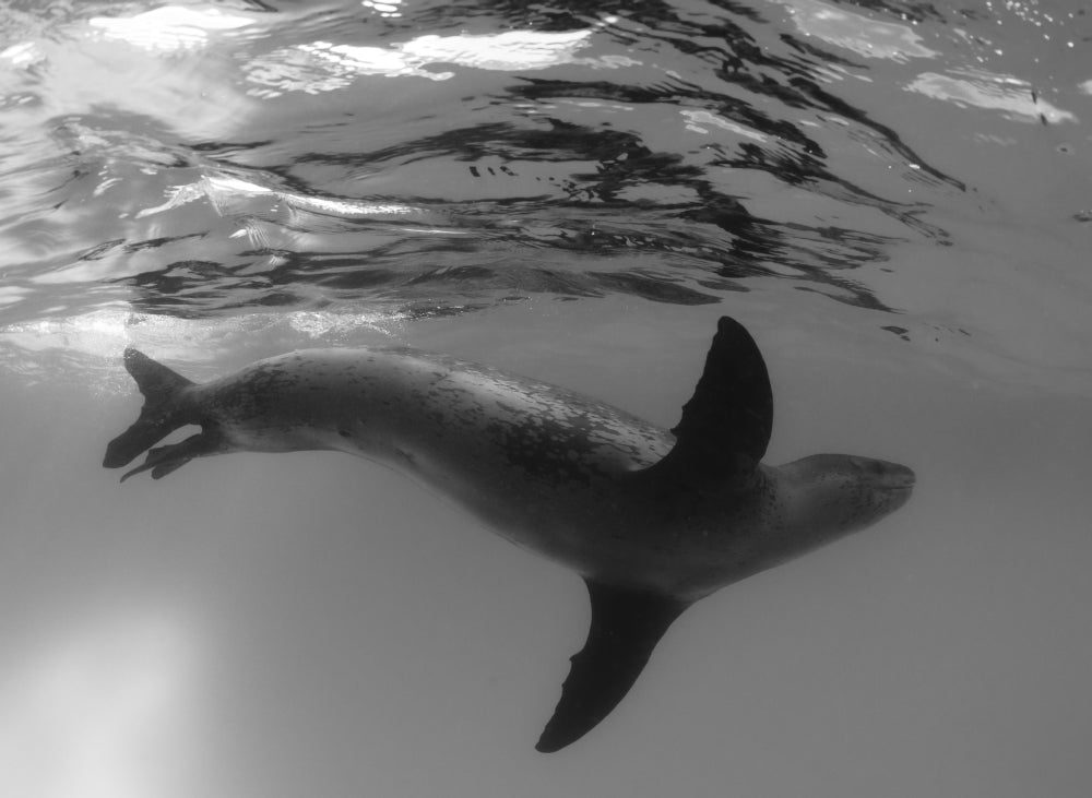 Full-side view of a leopard seal poster print from Antarctica.