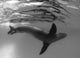 Full-side view of a leopard seal poster print from Antarctica.