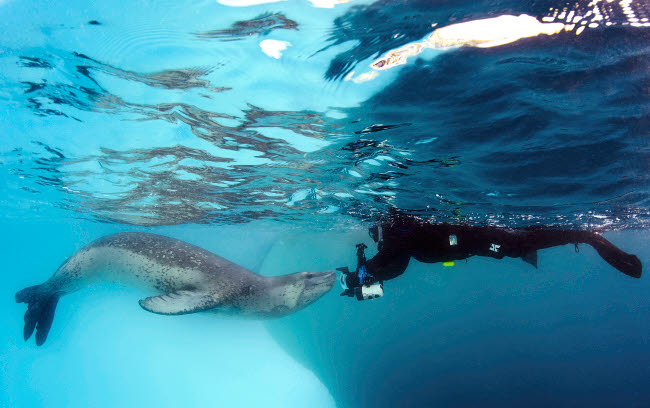 Diver encounters a leopard seal at Astrolabe Island, Antarctica poster print